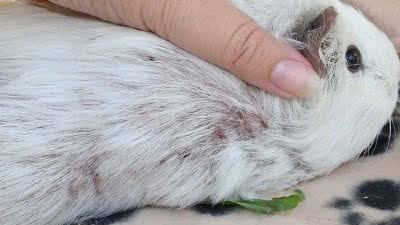 Guinea pig with fungal infection